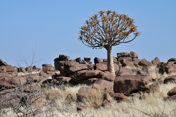 Landscape with quiver trees (Aloe dichotoma), Africa