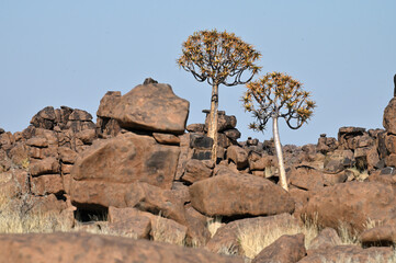 Landscape with quiver trees (Aloe dichotoma)