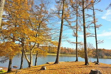 大座法師池周辺に広がる長野フォレストビレッジの紅葉（長野県長野市）