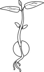 Coloring page with sprout of avocado (Persea americana).