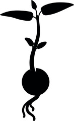 Black silhouette of sprout of avocado (Persea americana) isolated on white background.