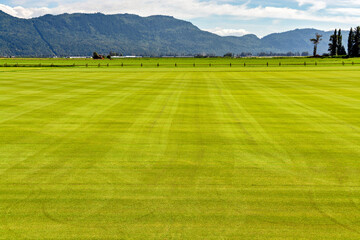 Natural lawn growing on a farm. Green lawn with irrigation system over the field on summer day