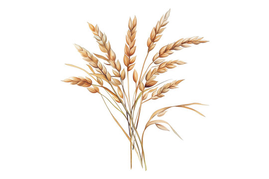 Watercolor Oat Vector Illustration Isolated on Transparent Background Agricultural Clipart