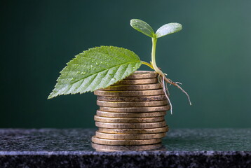 Green tree leaf , stack of coins.  Money growing, business success,investment concept.