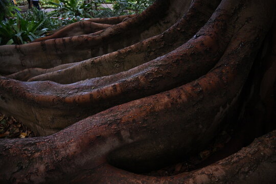 Jardin botanico , Tenerife