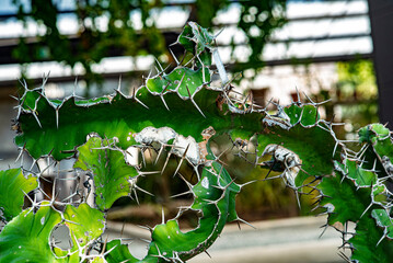 naturaleza, hojas, fábrica, árbol, acuático, verano, huerta, primavera, bosque, flor, llover,...