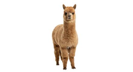 Cute alpaca isolated on transparent background with soft fluffy fur and natural standing pose, ideal for farm design, education, branding, advertising, and creative composites.