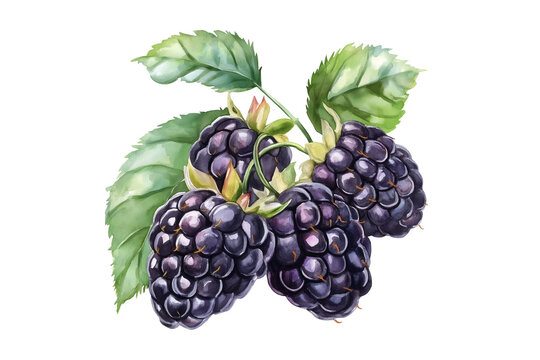 Dark Ripe Fresh Blackberry Watercolor Illustration Isolated on Transparent Background Hand Painted Fruit Art