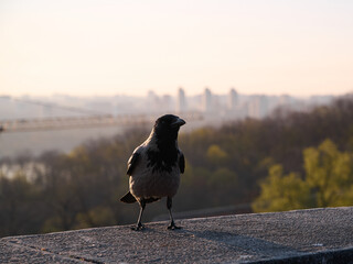 Obraz premium Silhouette of a gray crow on a concrete parapet against the background of a blurred cityscape at dawn. Kyiv, Ukraine.