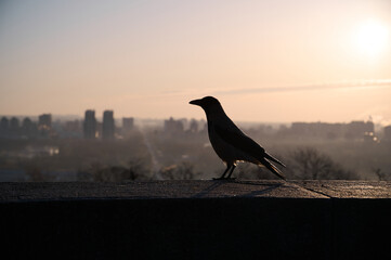 Obraz premium Silhouette of a gray crow on a concrete parapet against the background of a blurred cityscape at dawn. Kyiv, Ukraine.