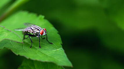FLy with Red Eyes on Green Leaf, macro photography