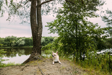 Cream and White Chihuahua by Tree Riverbank Outdoor Portrait