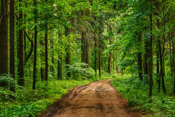 Obraz premium Empty Lane, Path, Way in summer forest