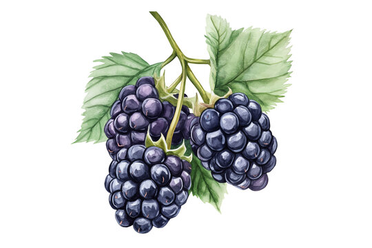 Dark Ripe Fresh Blackberry Watercolor Illustration Isolated on Transparent Background Hand Painted Fruit Art