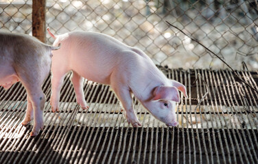 Group of cute white piglets in pig farm pen, young piglets livestock farming