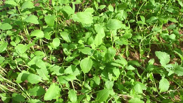 home grown organic sarso saag or mustard leaves growing fresh in a kitchen garden. Healthy green leaves cultivated without chemical fertilizers. Ideal for organic food, healthy lifestyle