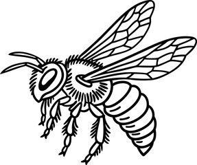 Fototapeta premium bee illustration with detailed wings and body segments in black and white line art
