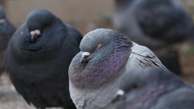 冬に撮影した鳩の群れ