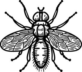 Obraz premium Detailed black and white illustration of a common housefly with wings and segmented legs