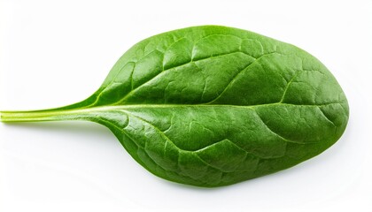 Obraz premium fresh spinach leaf close up macro detail of healthy green vegetable food diet isolated on white background