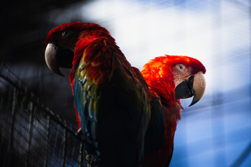 The dark and light sides of parrots © jakub