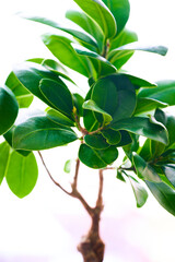 Ficus tree in pot isolated on white background, clipping path included