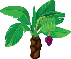 Banana plant with green leaves, unripe green bananas and flower on white background