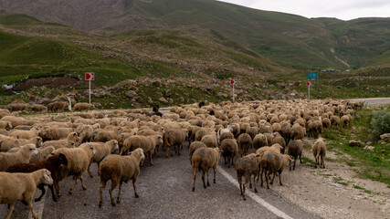 Obraz premium flock of sheep in the mountains