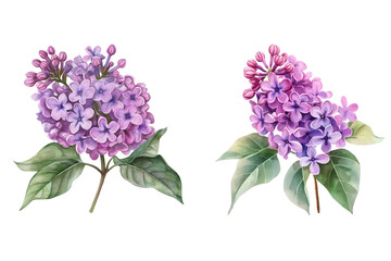 Purple Lilac Flower Watercolor Illustration Isolated on Transparent Background Hand Painted Botanical Art