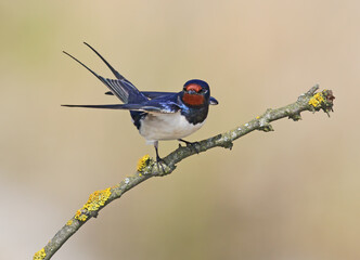 Adult barn swallows (Hirundo rustica) in breeding plumage, photographed close-up against a blurred background and beautiful morning light.