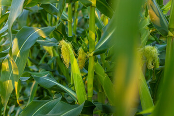 Corn growing in the garden. Selective focus.