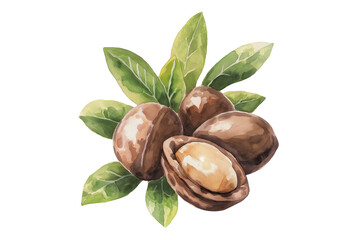 Shea Nuts with Fresh Green Leaves Watercolor Illustration Isolated on Transparent Background