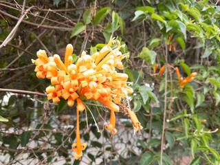 Obraz premium Pyrostegia venusta cluster on vine, vibrant blooms. Tangerine trumpet blossoms hanging on garden creeper. Bright tubular florets for landscaping banner backdrop.