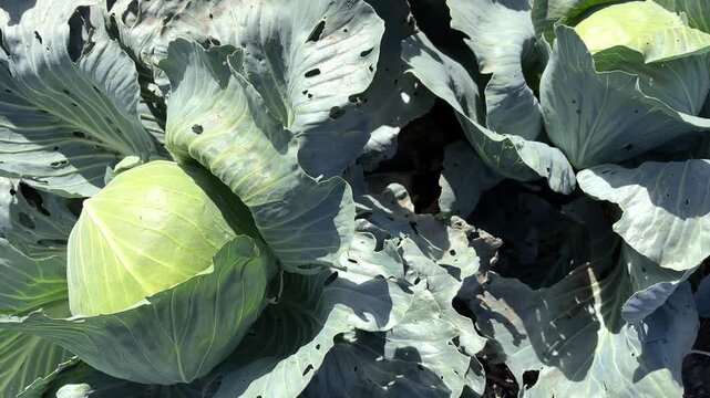 Row of cabbage plant growing in the farmland. Fresh beautiful cabbage field