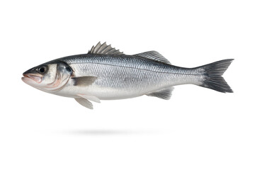 Obraz premium Isolated Sea Bass image with transparent background for graphic design.