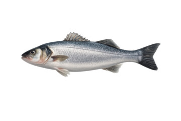 Obraz premium Stripped bass whole, isolated, on transparent background studio shot.