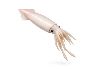 Elegant squid with transparent background for creative marine concepts.