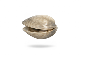 Isolated Open Clam Shell on a transparent background, Floating above Ground