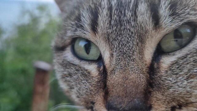 Cat face animal close-up of a tabby cat with green eyes blinking in a natural outdoor setting