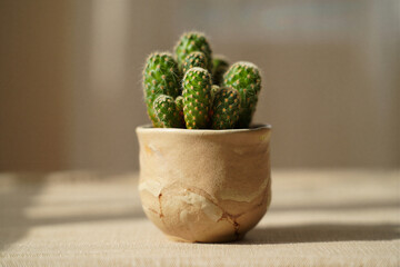 Small green cactus plant in a tan ceramic pot on a table indoors with natural light  decorative houseplant