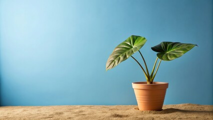 Tranquil Plant in Terracotta Pot on Sandy Surface Against a Serene Blue Background