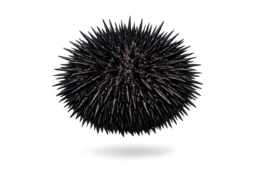 Black Sea Urchin close-up on transparent background macro detailing spines