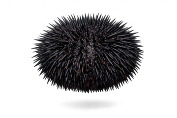 Sea urchin close-up with transparent background in dark moody style