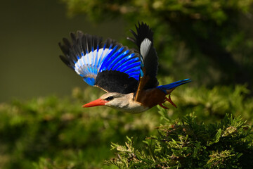 Grey-headed kingfisher flies off from leafy thornbush © Nick Dale
