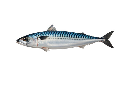 Beautiful mackerel fish image isolated on a transparent background here.