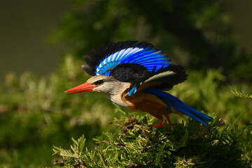 Grey-headed kingfisher taking off from leafy thornbush © Nick Dale