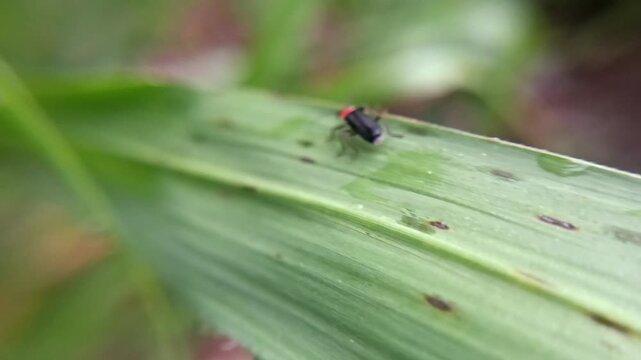 macro soldier beetle (cantharis) on a leaf with a blurry background, adult hunts other insects, often waiting on flowers for potential prey to arrive. The larvae hunt snails and worms