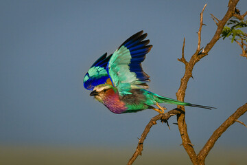 Lilac-breasted roller takes off from twisted thornbush