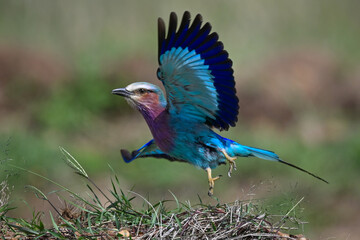 Lilac-breasted roller takes off from grass bank