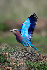 Lilac-breasted roller lifts wings on grass bank